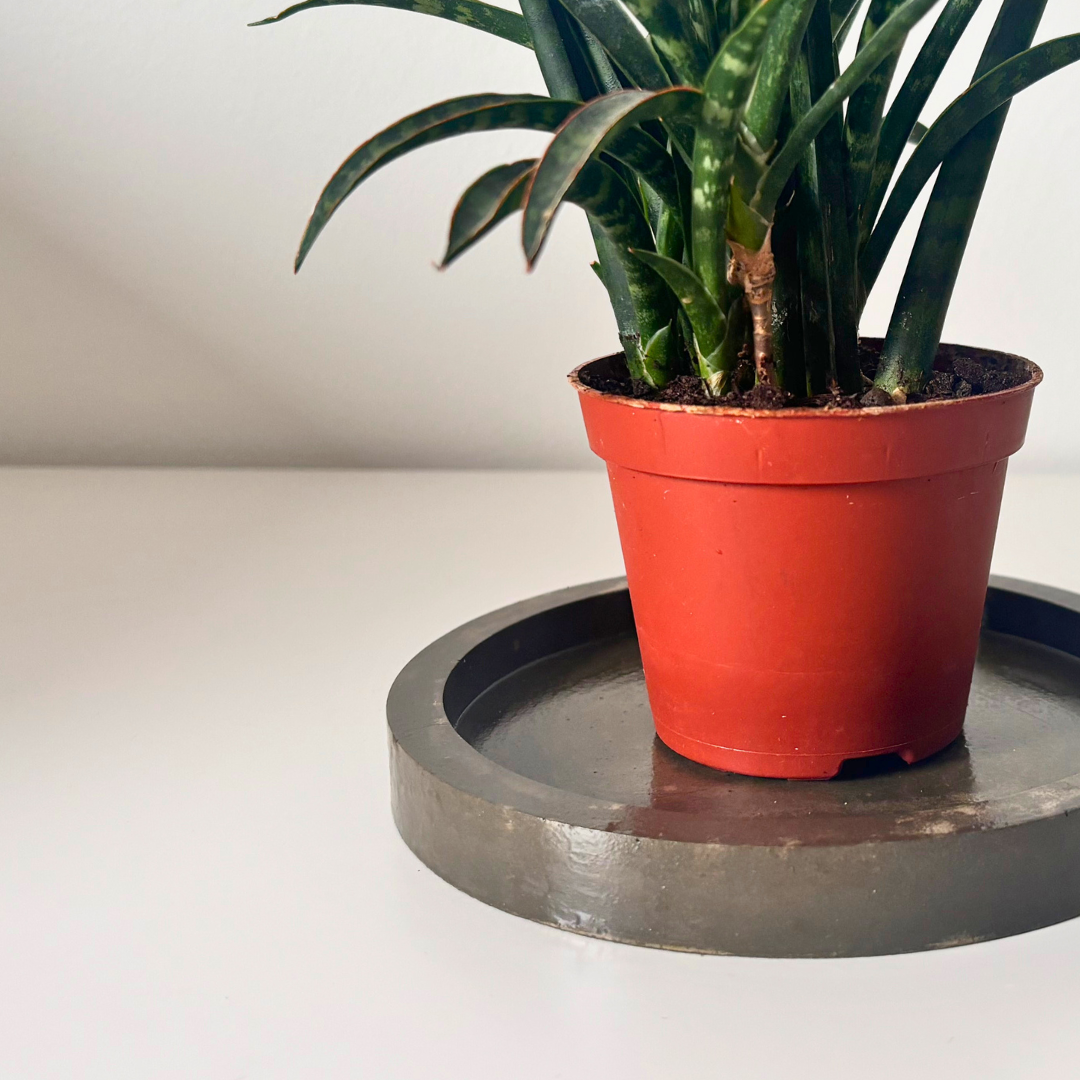 Dekoratiivne alus Ring (väike) image 4